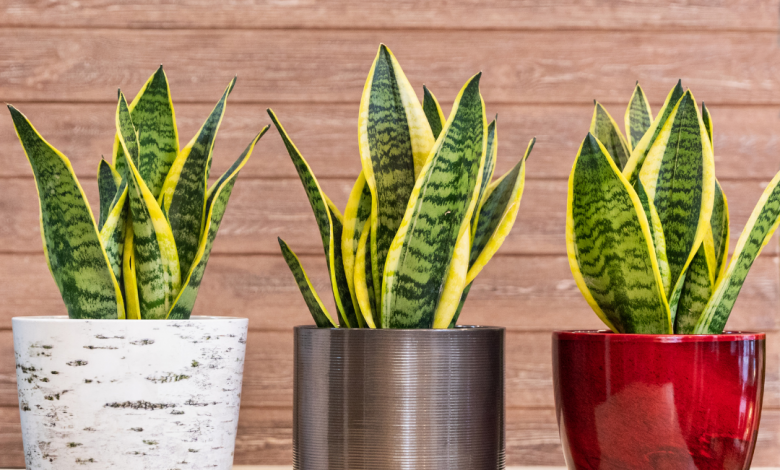 Snake plant