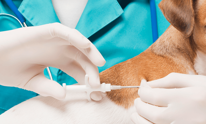 WHAT IS RABIES SYMPTOMS AND ITS TREATMENT