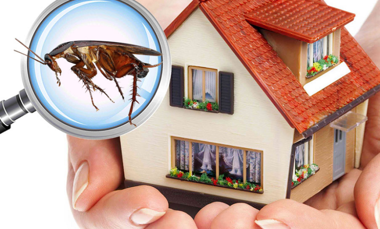 Pest Inspection Adelaide