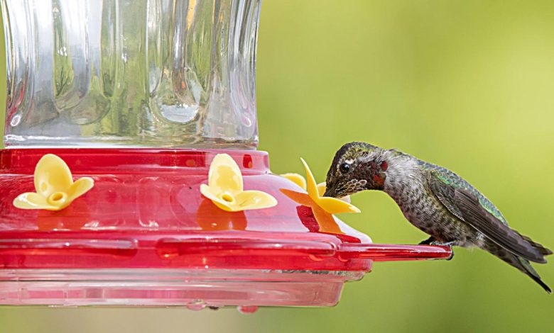 All You Need To Know About Hummingbird Feeders