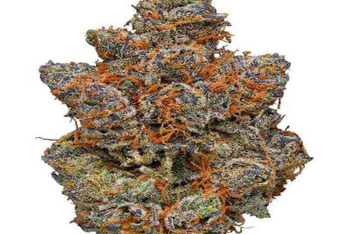 Gelato Marijuana Strain